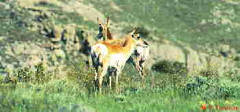Antelope pic